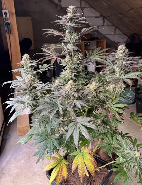 Giggin Grapes. Week 8 - 1