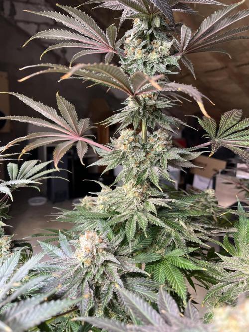 Giggin Grapes. Week 8 - 1