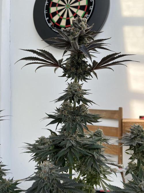 Giggin Grapes. Week 9