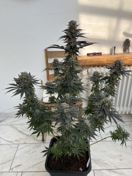 Giggin Grapes. Week 9