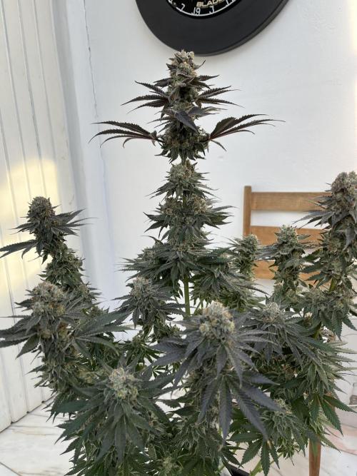 Giggin Grapes. Week 9