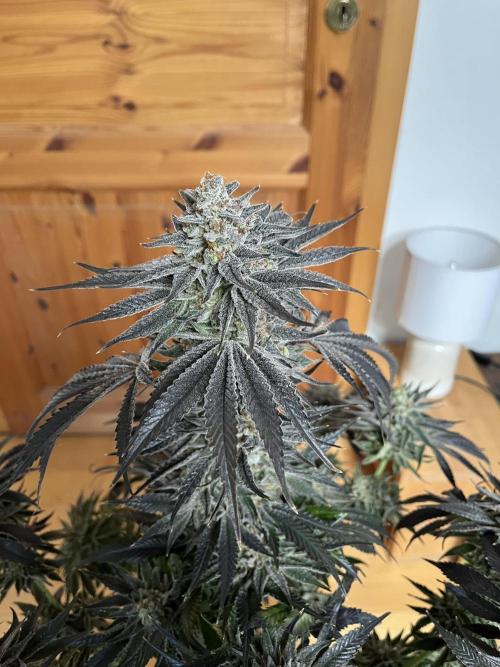 NYC Diesel & Paileys - GrowGenieGenetics. Week 10 - Paileys