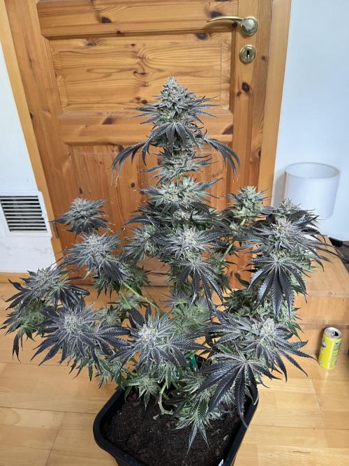 NYC Diesel & Paileys - GrowGenieGenetics. Week 10 - Paileys