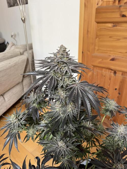 NYC Diesel & Paileys - GrowGenieGenetics. Week 10 - Paileys