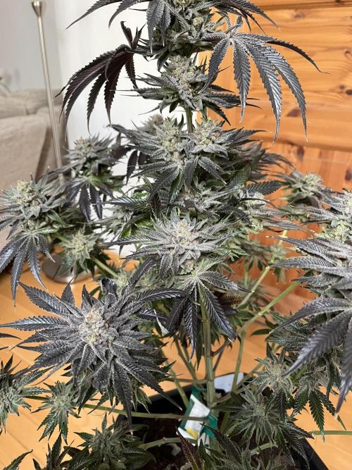 NYC Diesel & Paileys - GrowGenieGenetics. Week 10 - Paileys 
