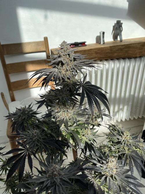 NYC Diesel & Paileys - GrowGenieGenetics. Week 10 - Paileys 