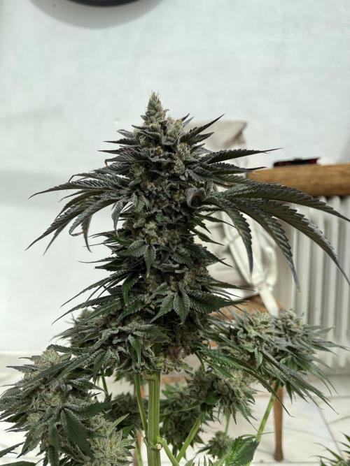NYC Diesel & Paileys - GrowGenieGenetics. Week 11 - NYC Diesel