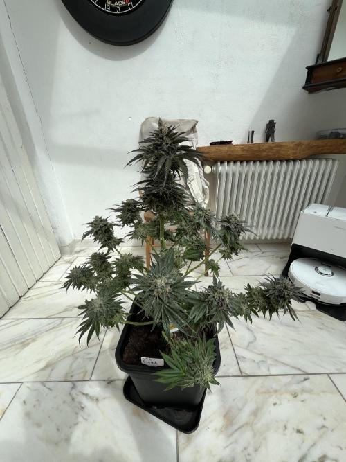 NYC Diesel & Paileys - GrowGenieGenetics. Week 11 - NYC Diesel