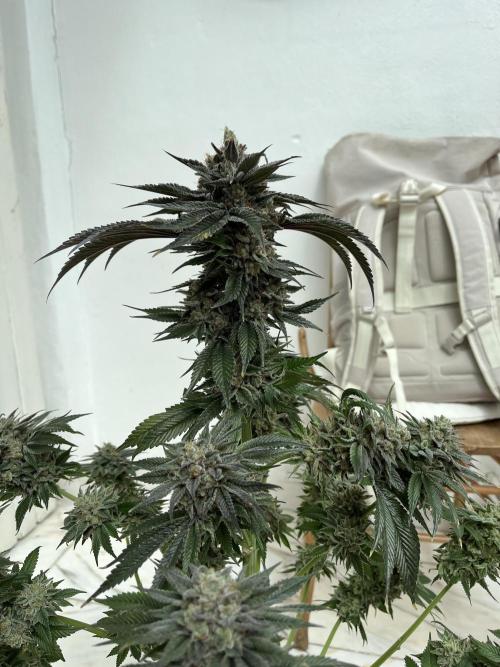 NYC Diesel & Paileys - GrowGenieGenetics. Week 11 - NYC Diesel