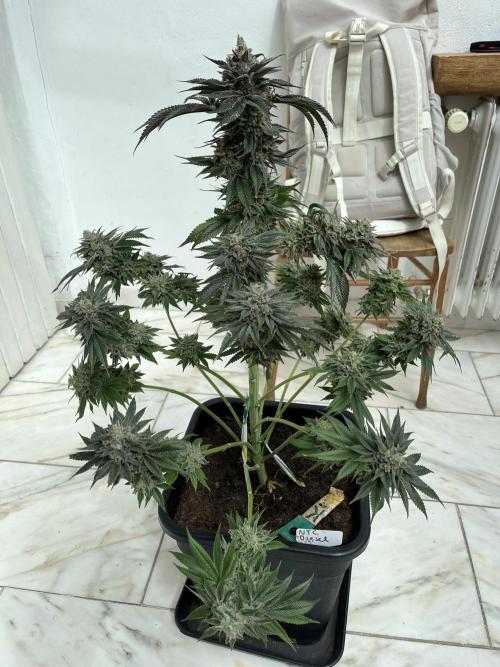 NYC Diesel & Paileys - GrowGenieGenetics. Week 11 - NYC Diesel