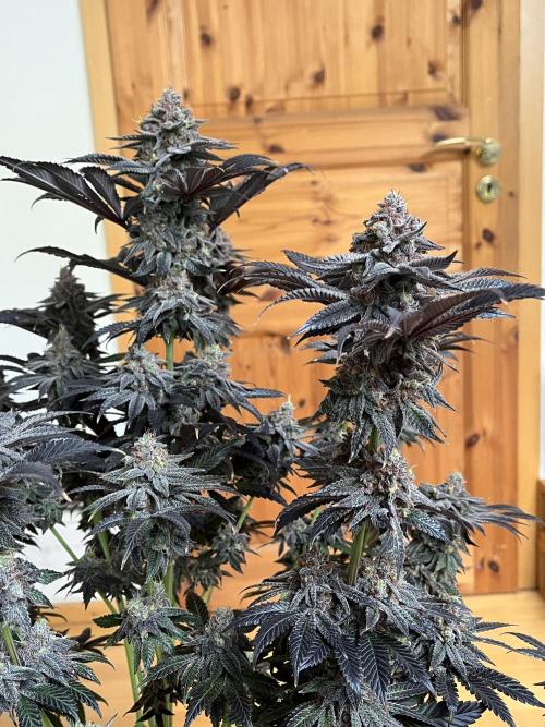 Giggin’ Grapes. Week 11