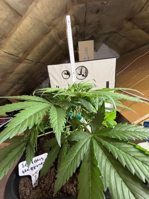 RS11 x Sour Face / Serious Happiness. Week 4