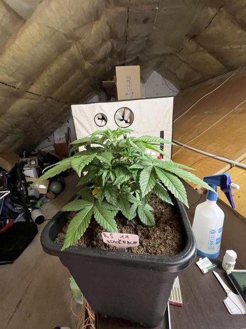 RS11 x Sour Face / Serious Happiness. Week 4
