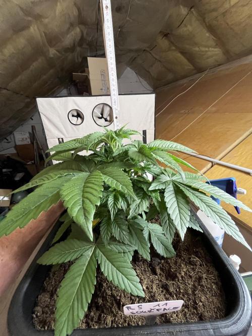 RS11 x Sour Face / Serious Happiness. Week 4 - rs11xsourface