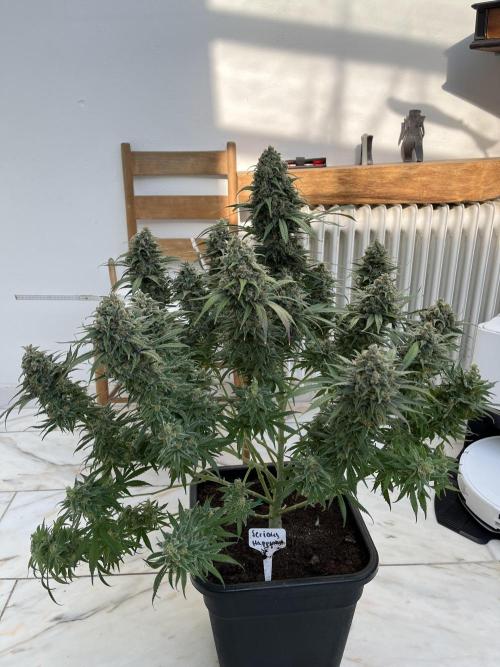 RS11 x Sour Face / Serious Happiness. Week 9