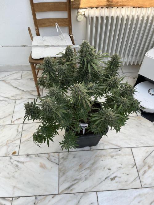 RS11 x Sour Face / Serious Happiness. Week 9