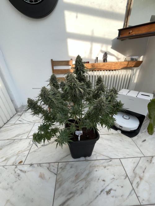 RS11 x Sour Face / Serious Happiness. Week 9