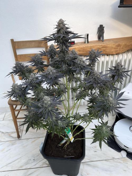 RS11 x Sour Face / Serious Happiness. Week 9