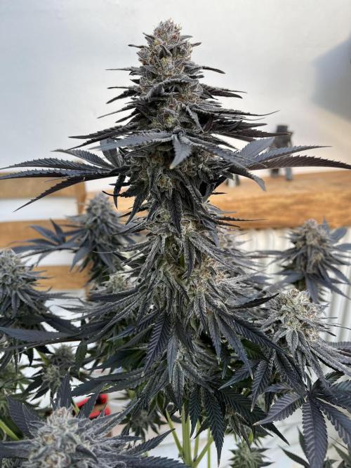 RS11 x Sour Face / Serious Happiness. Week 9