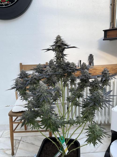 RS11 x Sour Face / Serious Happiness. Week 9