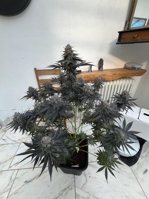 RS11 x Sour Face / Serious Happiness. Week 9