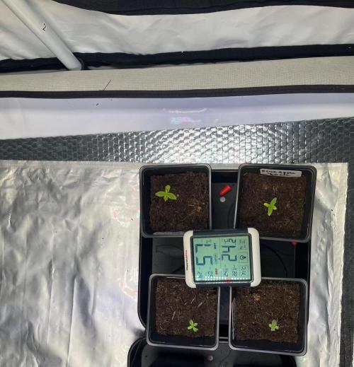 Mixed Sensi Breeding grounds seeds. Week 0