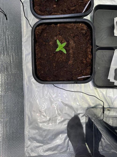 Mixed Sensi Breeding grounds seeds. Week 0