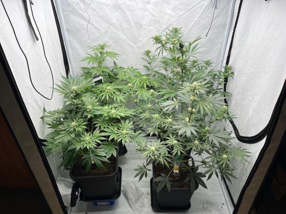 Mixed Sensi Breeding grounds seeds. Week 6