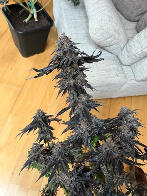 Mixed Sensi Breeding grounds seeds. Week 8