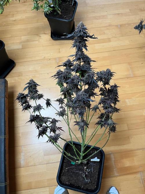 Mixed Sensi Breeding grounds seeds. Week 8