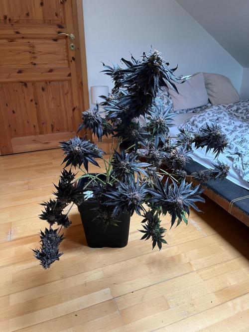 Mixed Sensi Breeding grounds seeds. Week 8