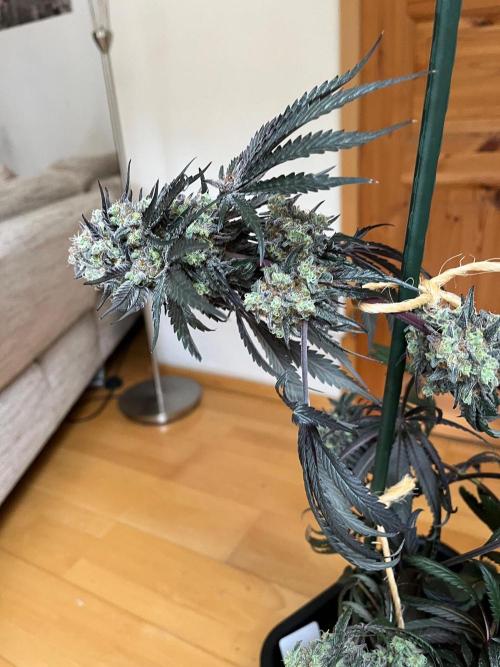 Mixed Sensi Breeding grounds seeds. Week 10