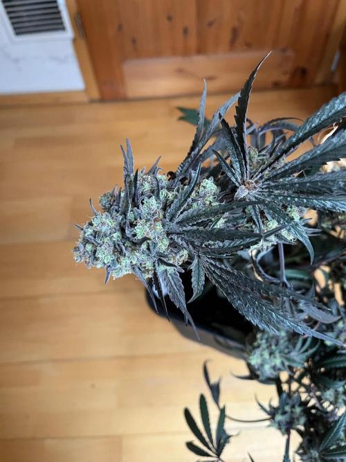 Mixed Sensi Breeding grounds seeds. Week 10
