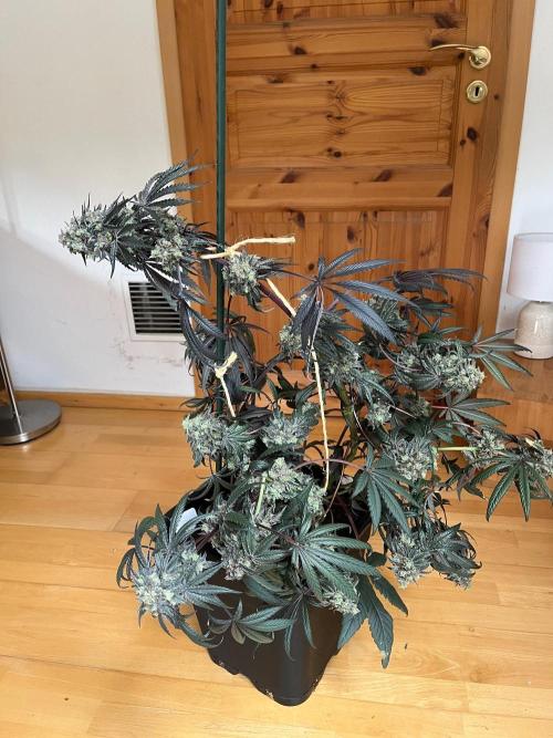 Mixed Sensi Breeding grounds seeds. Week 10