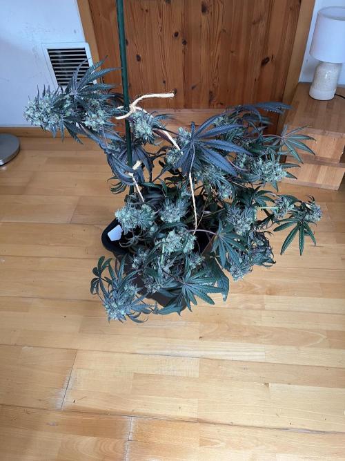 Mixed Sensi Breeding grounds seeds. Week 10