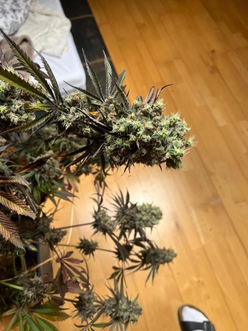 Mixed Sensi Breeding grounds seeds. Week 10