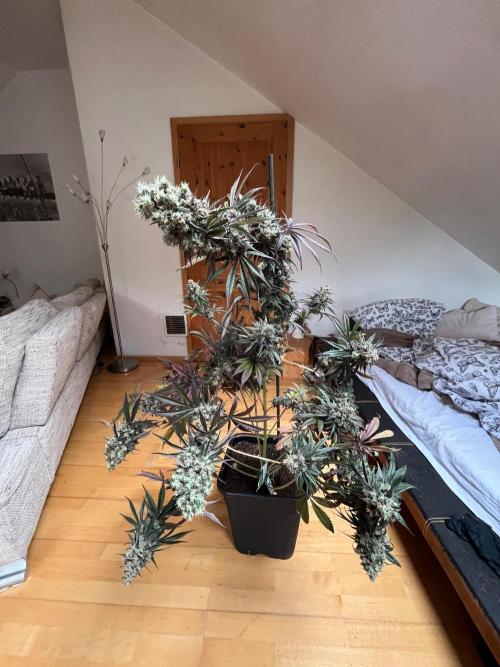 Mixed Sensi Breeding grounds seeds. Week 10