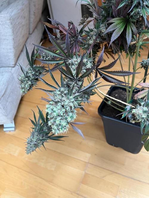 Mixed Sensi Breeding grounds seeds. Week 10