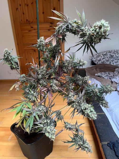 Mixed Sensi Breeding grounds seeds. Week 10