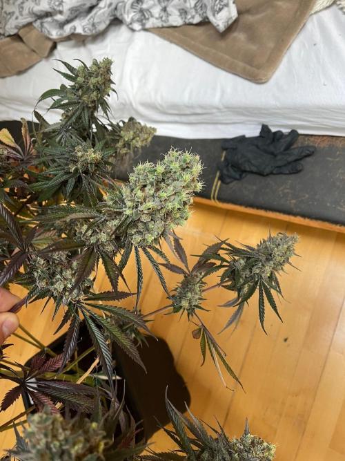 Mixed Sensi Breeding grounds seeds. Week 10