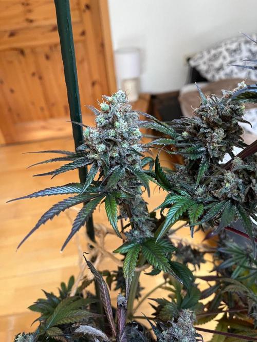 Mixed Sensi Breeding grounds seeds. Week 10