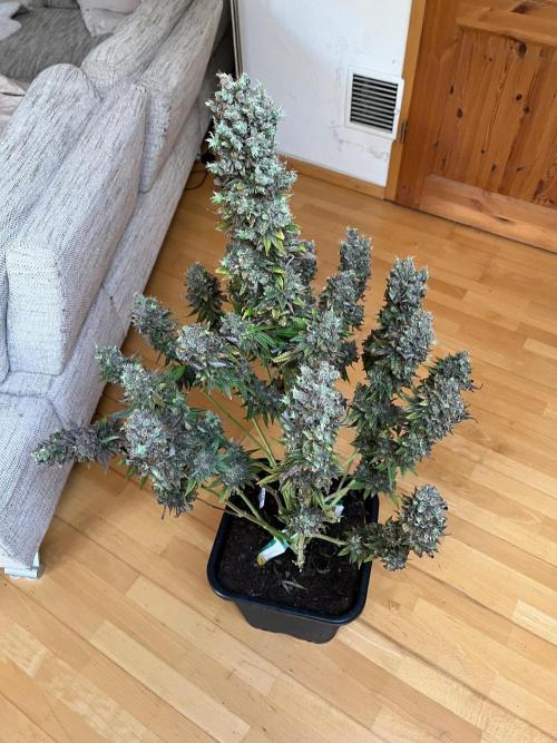 Mixed Sensi Breeding grounds seeds. Week 10