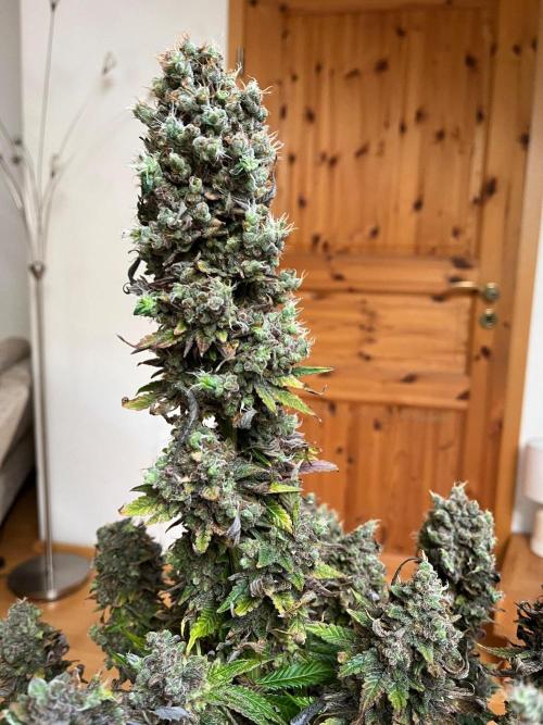 Mixed Sensi Breeding grounds seeds. Week 10
