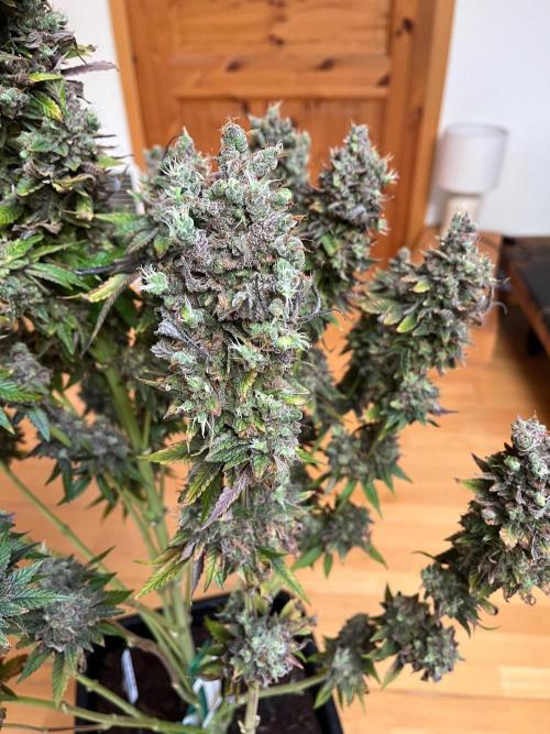 Mixed Sensi Breeding grounds seeds. Week 10