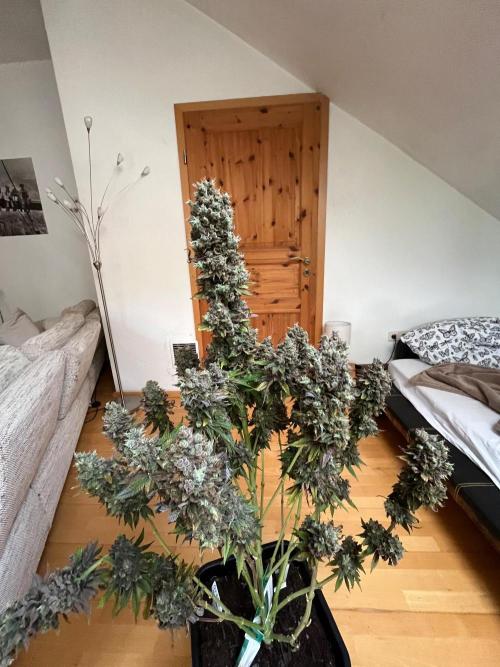 Mixed Sensi Breeding grounds seeds. Week 10