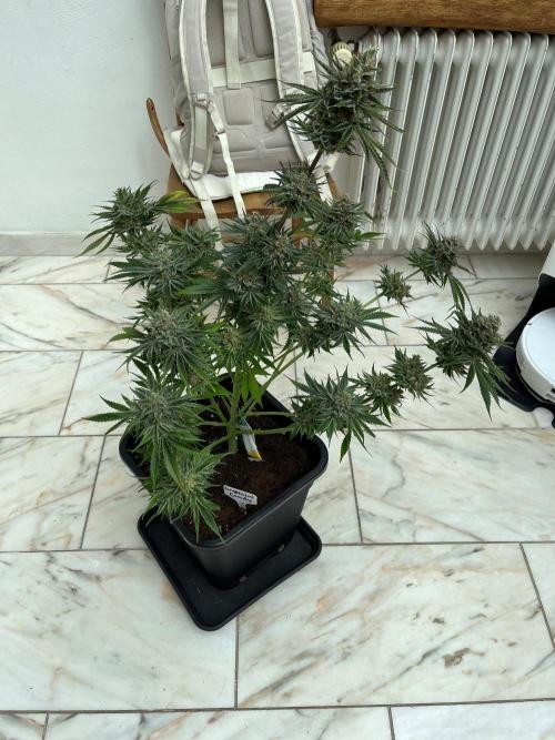 Mixed Sensi Breeding grounds seeds. Week 10