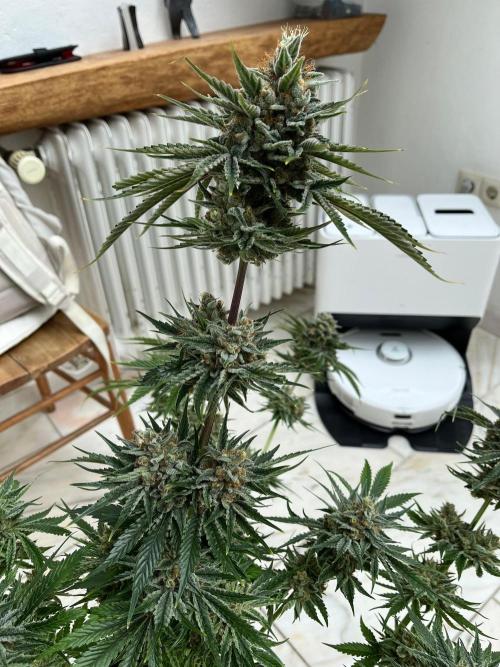 Mixed Sensi Breeding grounds seeds. Week 10