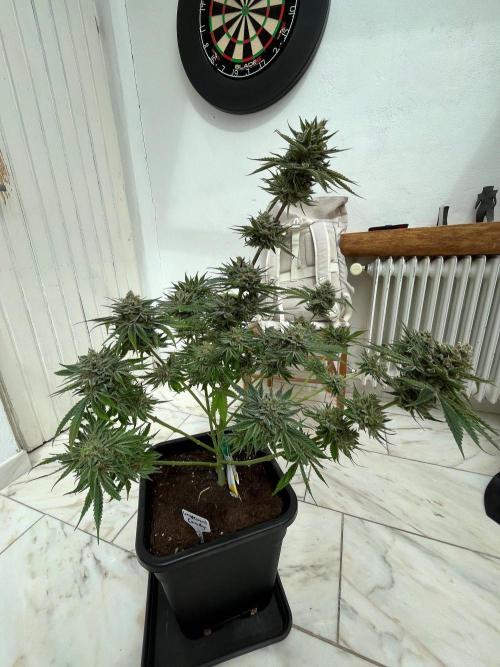 Mixed Sensi Breeding grounds seeds. Week 10