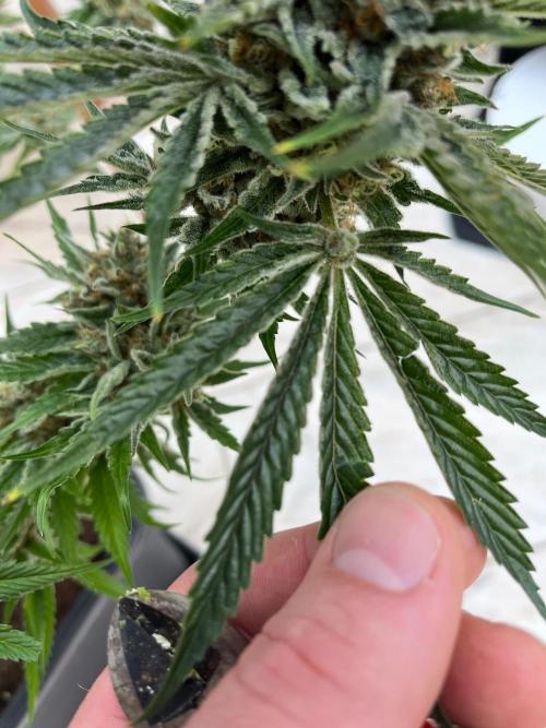 Mixed Sensi Breeding grounds seeds. Week 10