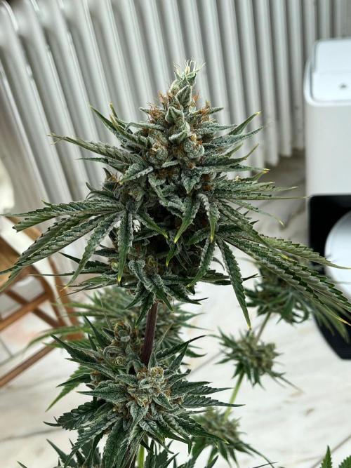 Mixed Sensi Breeding grounds seeds. Week 10